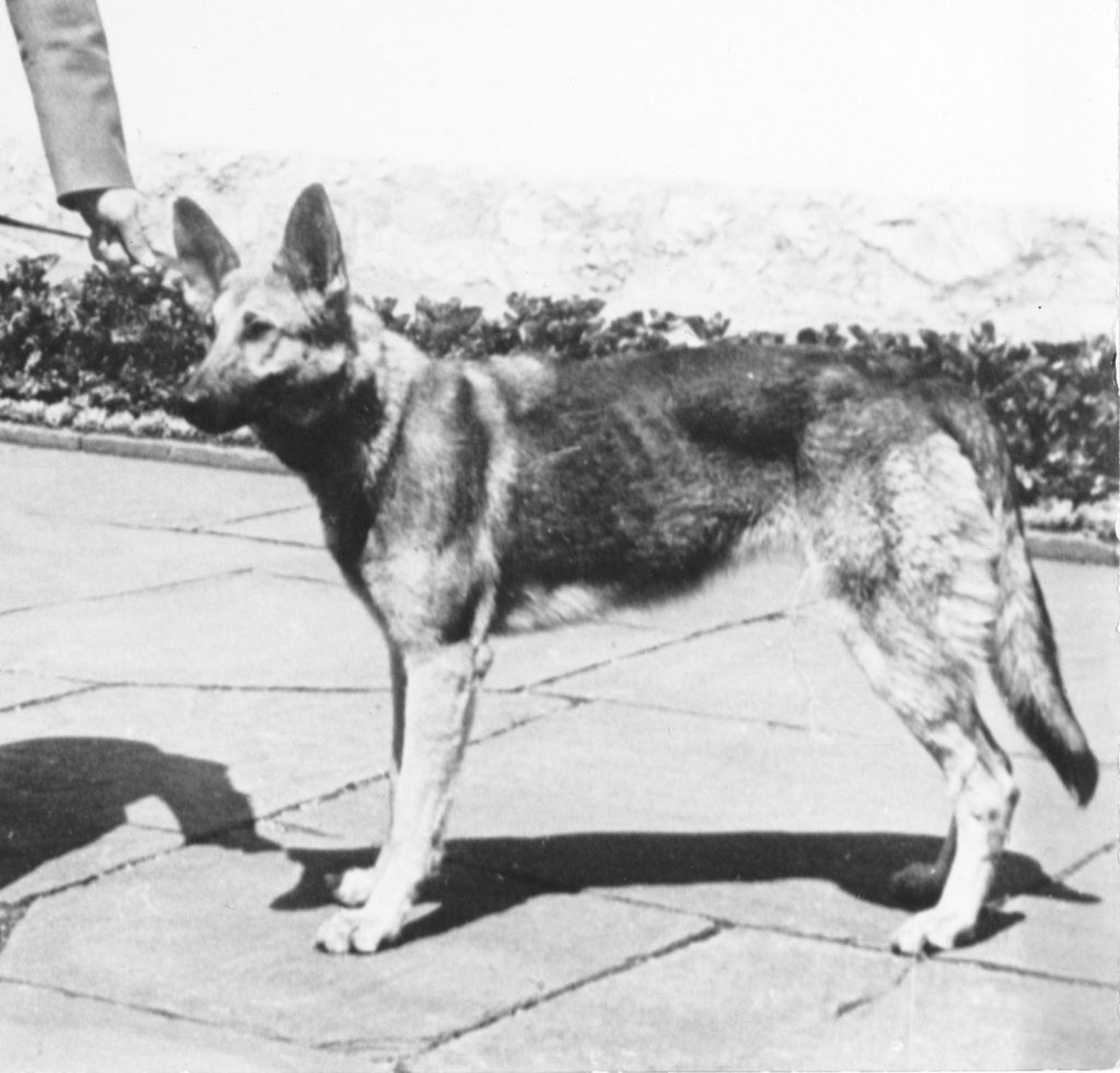 Blondi, owczarek niemiecki Adolfa Hitlera, ok. 1942 roku