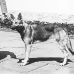 Blondi, owczarek niemiecki Adolfa Hitlera, ok. 1942 roku